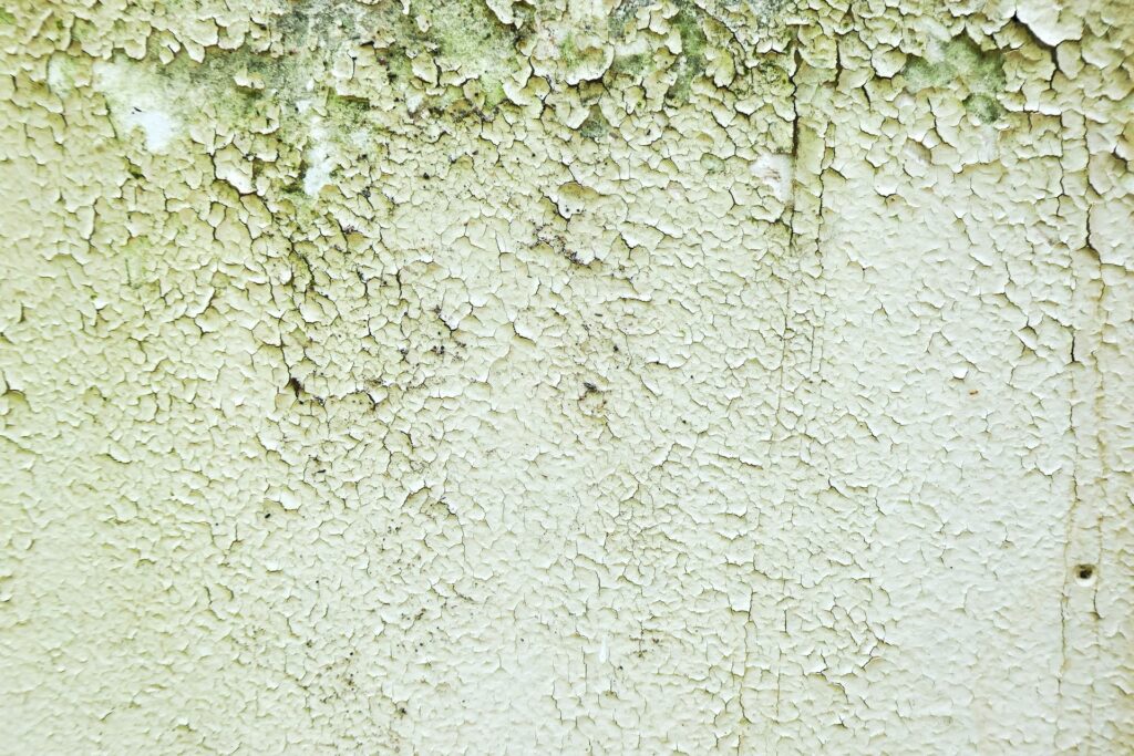 mold